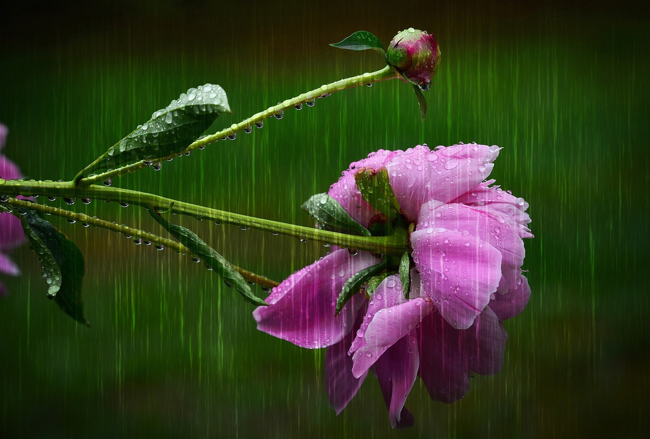 Guide to Creating an Eco-Friendly Rain Garden